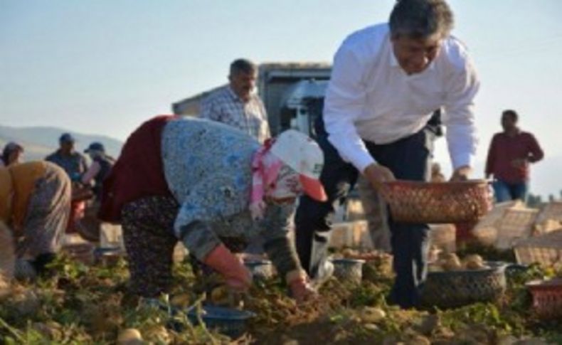 CHP'li Balbay Ödemiş'te patates hasadına katıldı